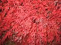 Japanese Red Maple